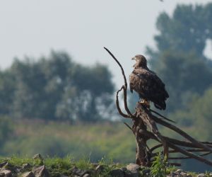„Dolina Dolnej Wisły” PLB 040003 – Obszar Specjalnej Ochrony Ptaków