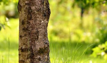 Nowe, zaostrzone przepisy prawne w przedmiocie wycinki drzew